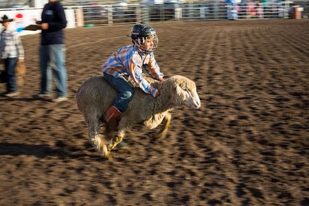 Sheep rider, Teagan Calf Boss Ribs (6) competes in mutton busting.  Riders are timed, the objective is the stay on the sheep.
