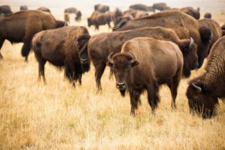 Kendall Edmo, Iinii Initiative Project Coordinator for the Blackfeet Tribe at the Bison Reserve in Browning, Montana. 
