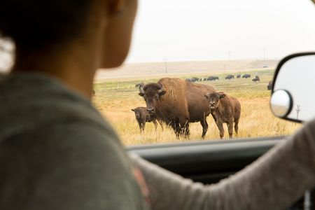 Kendall Edmo, Iinii Initiative Project Coordinator for the Blackfeet Tribe at the Bison Reserve in Browning, Montana. 
